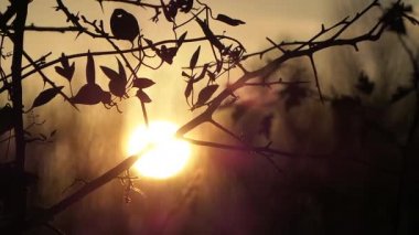 Sonbahar stokta Asma yaprakları