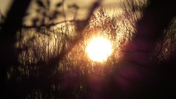 Bladeren van wijnstokken voorraad in de herfst — Stockvideo