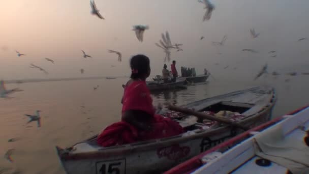 Möwe auf den Booten von den Ganges nach Varanassi, Ganges, Zustand uttar pradesh in Indien — Stockvideo