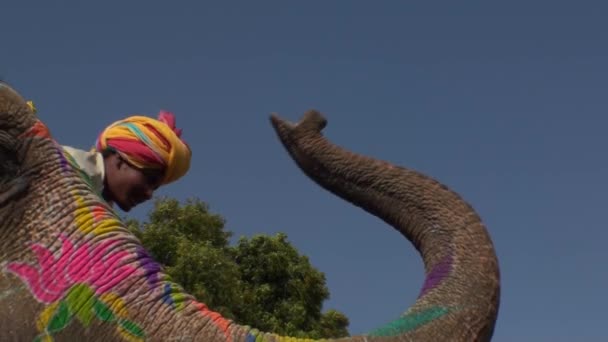 Festa tradizionale degli elefanti a Jaipur, stato del Radjasthan, India2013 — Video Stock