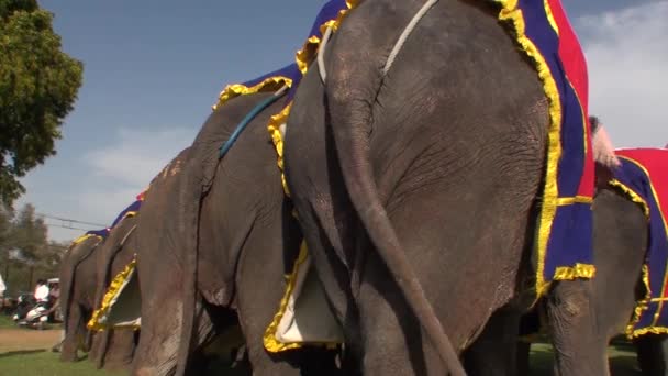 Traditional feast of the elephants in jaipur, state of Radjasthan, India2013 — Stock Video