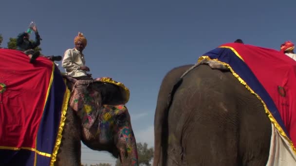 Tradycyjne święto słoni w Jaipur, stan Radjasthan, India2013 — Wideo stockowe