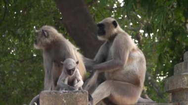 Senegal tam kestirmek köpeklerde