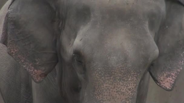 éléphant dans la brousse