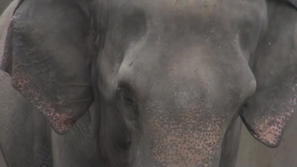 Olifant in de struik — Stockvideo