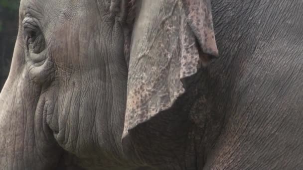 Elefant i busken — Stockvideo