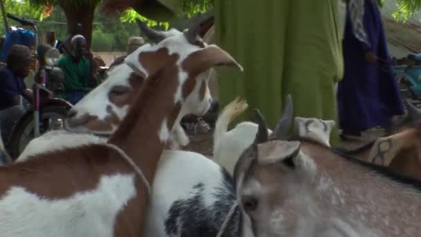 Rebanho de cabras numa quinta no Senegal — Vídeo de Stock