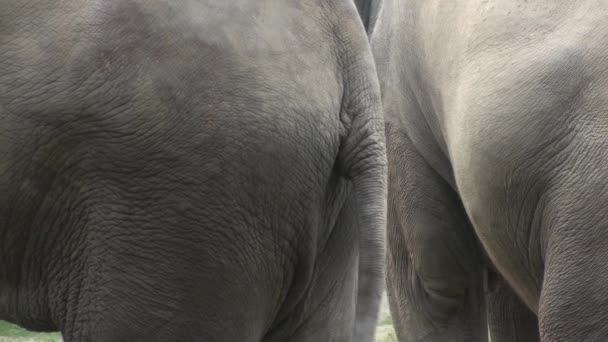 éléphant dans la brousse