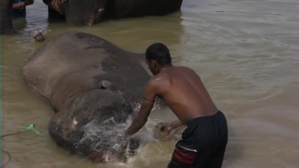 Cornac e lavagem de elefante indiano — Vídeo de Stock