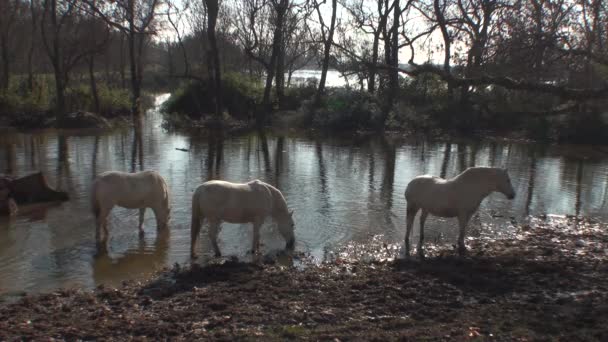 Volné koně v národním parku Camargue ve Francii — Stock video