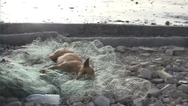 La sieste d'un chien sur le filet des pécheurs — Video