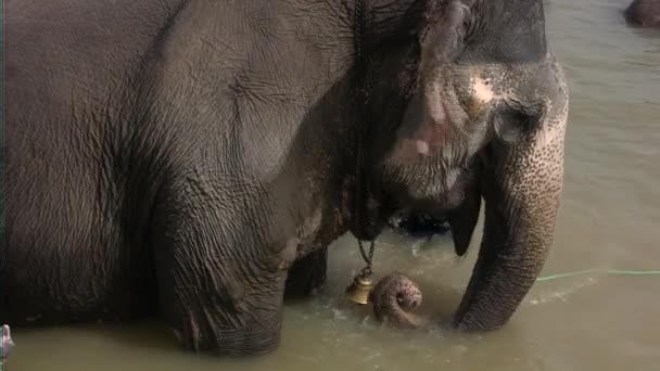 Cornac et lavage de l'éléphant indien 