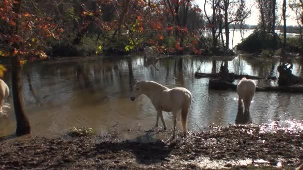 フランスのカマルグの国立公園で無料の馬 — ストック動画