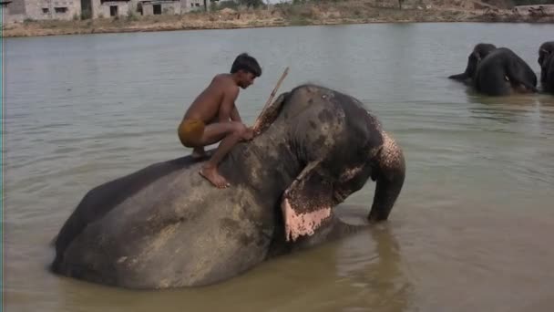 Cornac e lavaggio di elefante indiano — Video Stock