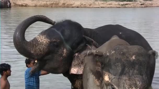 Cornac et lavage de l'éléphant indien — Video