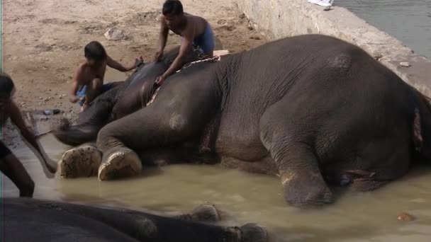 Cornac et lavage de l'éléphant indien — Video