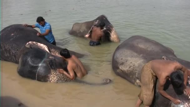 Cornac e lavagem de elefante indiano — Vídeo de Stock