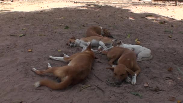 Psi v plné nap v Senegalu — Stock video