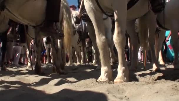 Feest van de zigeuners in 2012 Camargue, Frankrijk — Stockvideo