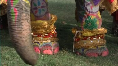 Filler jaipur Hindistan, bayram için geçit töreni