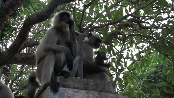 El vestido del mono de familia en el árbol — Vídeos de Stock