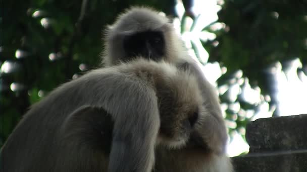 El vestido del mono de familia en el árbol — Vídeo de stock