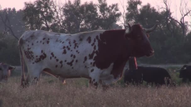 Free bulls in the national park of the Camargue — Stock Video