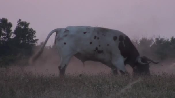 무료 황소는 Camargue의 국립 공원에서 — 비디오