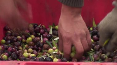 Provence zeytin toplama