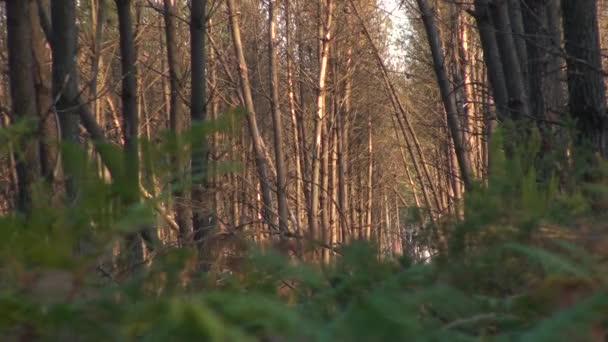 Champs de fougères fougères dans la forêt française — Video