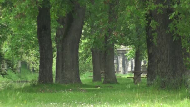 Blätter und Baum in der Regenzeit — Stockvideo