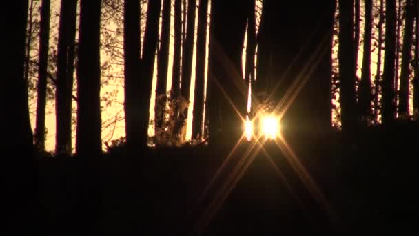 Закат во французском лесу в Отумне — стоковое видео