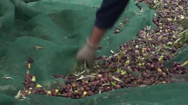 Provence zeytin toplama — Stok video