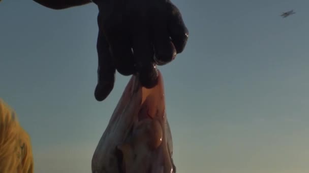 Säljare av fiskar på stranden av Dakar — Stockvideo