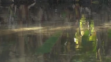Günbatımı Camargue Milli Parkı içinde