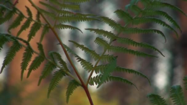 Farnfelder im französischen Wald — Stockvideo