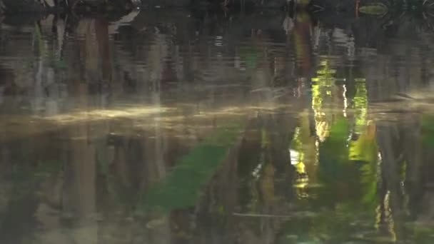 Günbatımı Camargue Milli Parkı içinde — Stok video