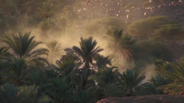 沙漠的棕榈树和 Kasbha Nkob，红颜地图集，摩洛哥德拉谷岩 — 图库视频影像