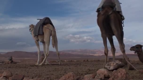 Woestijn en mensen op Kasbha Ait Ben Haddou regio van Ouarzazate, Marokko — Stockvideo