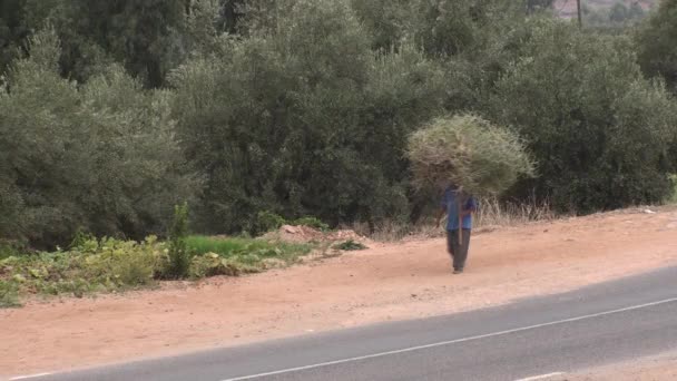 Der Mann, der aus dem Feldental von Draa, Haut Atlas, Marokko zurückkehren wird — Stockvideo