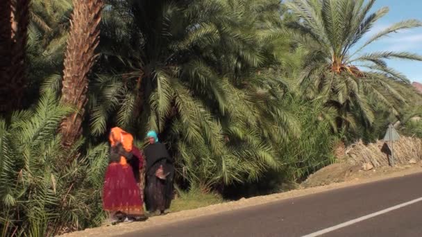 Alanlarında, Ouarzazate, Fas bölgenin getiren kadınlar Fas — Stok video