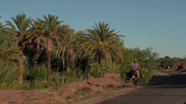 Der Mann und der Esel zur Rückkehr vom Feld, Schluchten von dades in souss-massa-draa, Marokko — Stockvideo