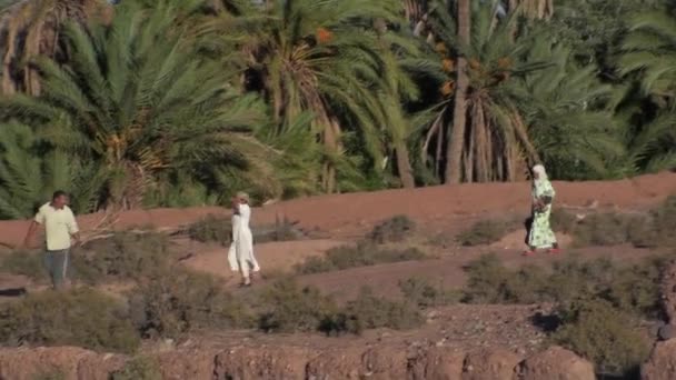 Familie und der Esel, der etwas Heu zurückbringt, in den Talschluchten von Dades, Marokko — Stockvideo