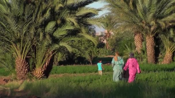 Caminata familiar en medio de la palmera en el valle de Draa, Alto Atlas, Marruecos — Vídeos de Stock