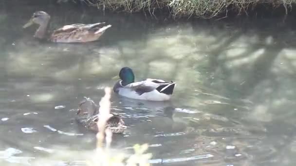 Canard sur le prêt d'herbe de la rivière 