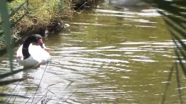 Cisne en el préstamo de hierba del río — Vídeo de stock