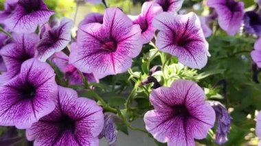 Mor petunyalar dekoratif nitelikleri için bahçelerde yetişir. Petunyalar bahçe dekorasyonu için popüler bir çiçek bitkisidir.