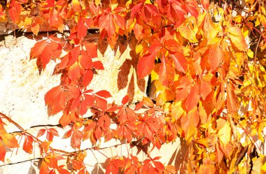 Yapraklı sonbahar yaratıcı kompozisyonu.