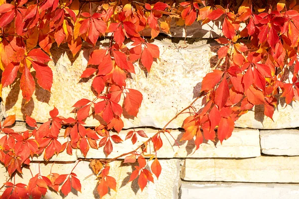 Herbst kreative Komposition mit Blättern. — Stockfoto