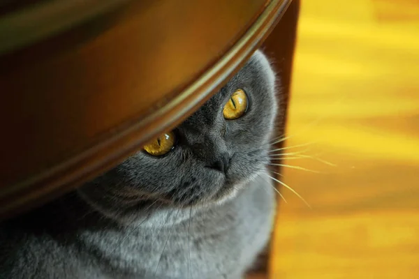 Chat de race britannique gris assis sous la table. — Photo